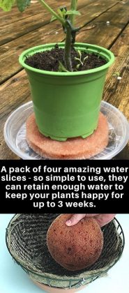 20+ Brilliant DIY Gardening Hacks You Wish You Knew Early On