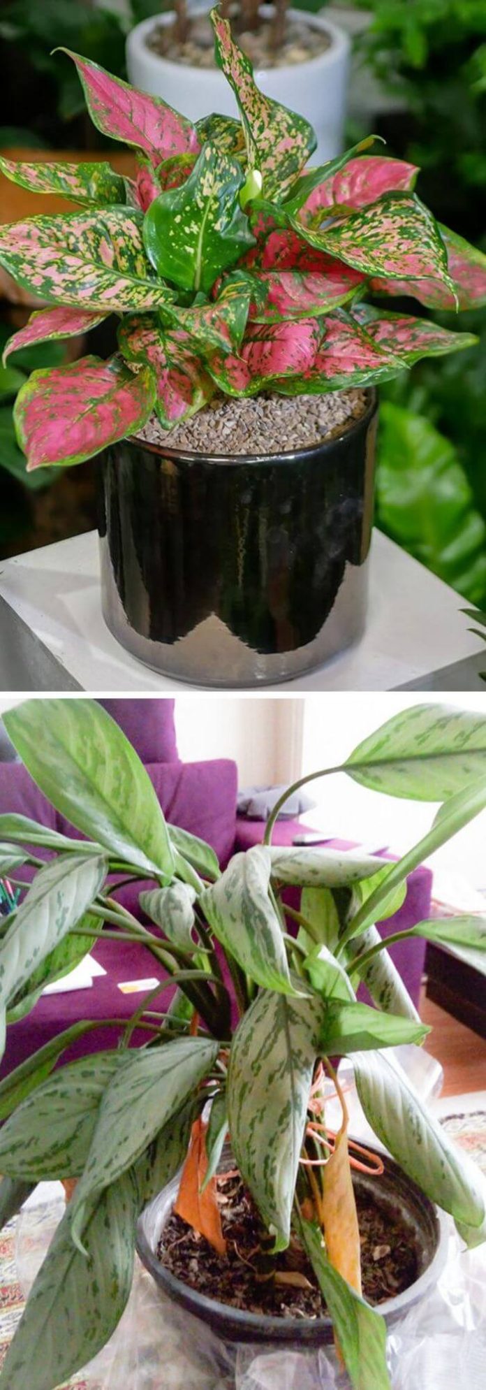 7 Best Plans That Can Grow Well in Complete Darkness DIY Morning