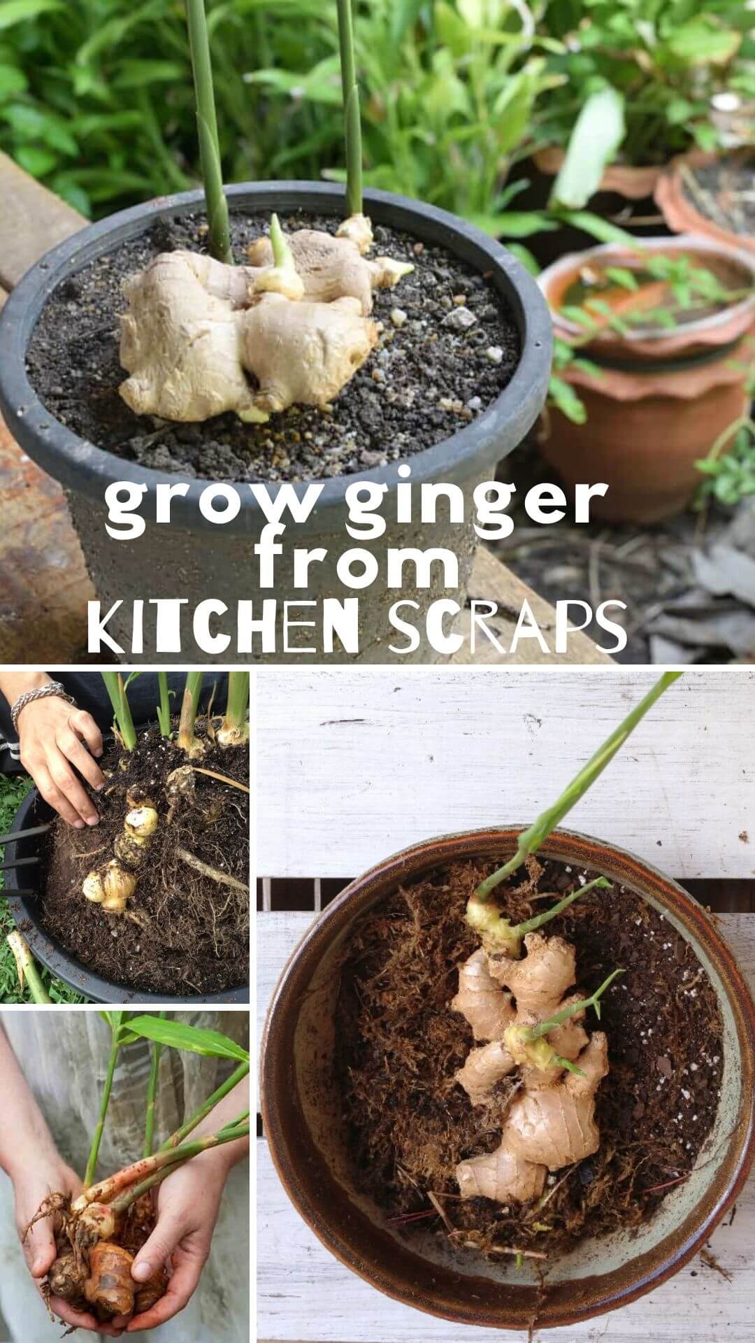 How to grow ginger from kitchen scraps