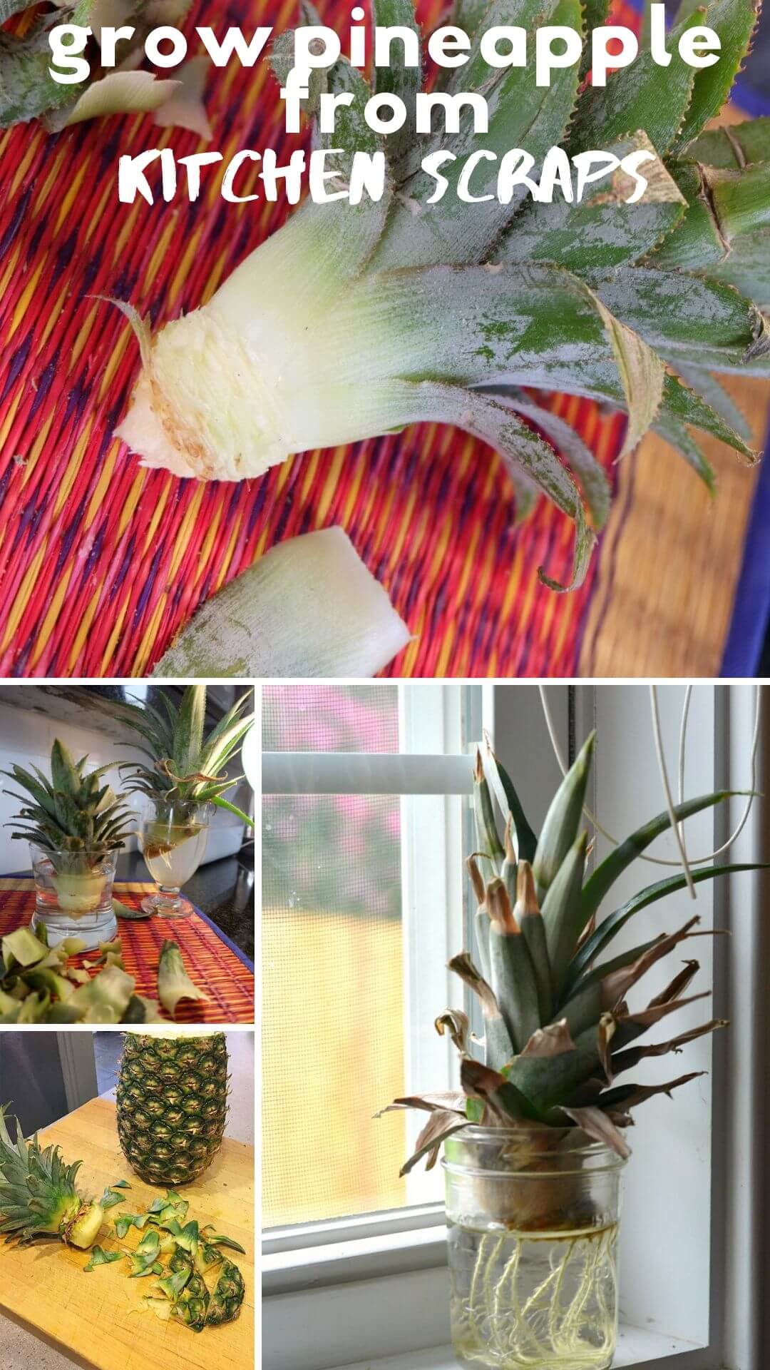 How to grow pineapple from kitchen scraps