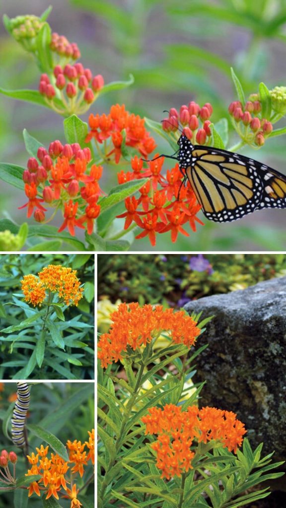 10 Best Heat and Drought Tolerant Plants for Landscaping DIY Morning