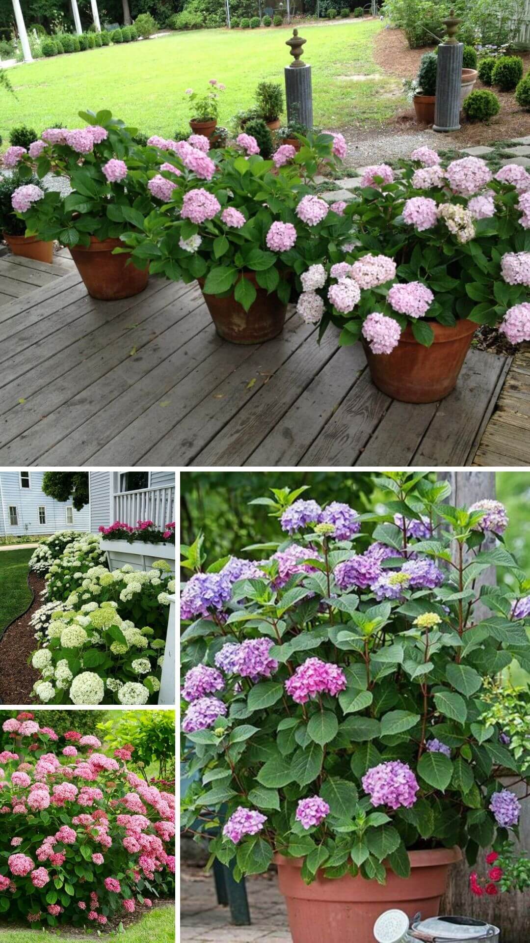 Growing Hydrangea for Outdoor Patio