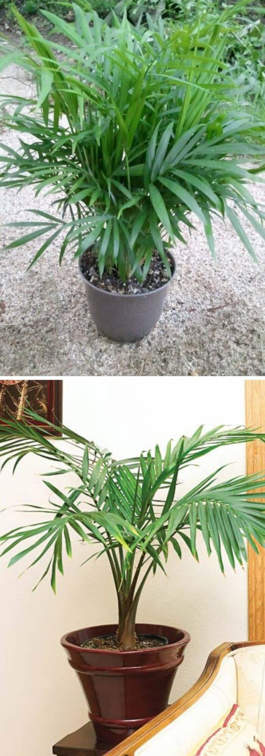 7 Best Plans That Can Grow Well in Complete Darkness DIY Morning