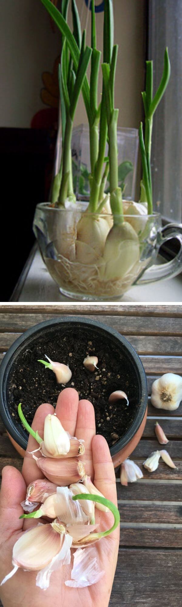 How to grow garlic from kitchen scraps