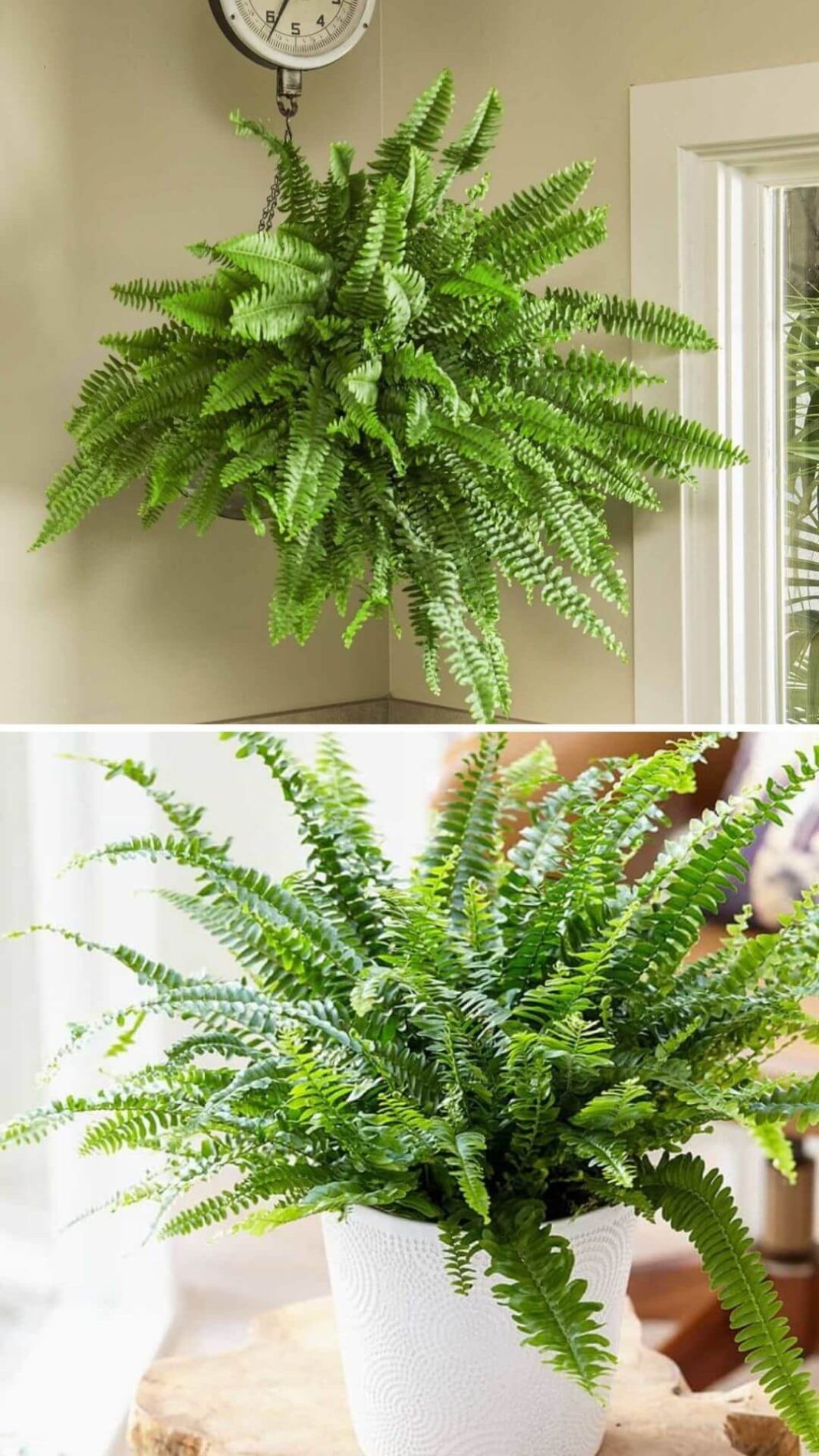 7 Best Indoor Plants that Clean the Air and Remove Toxins (NASA Study)