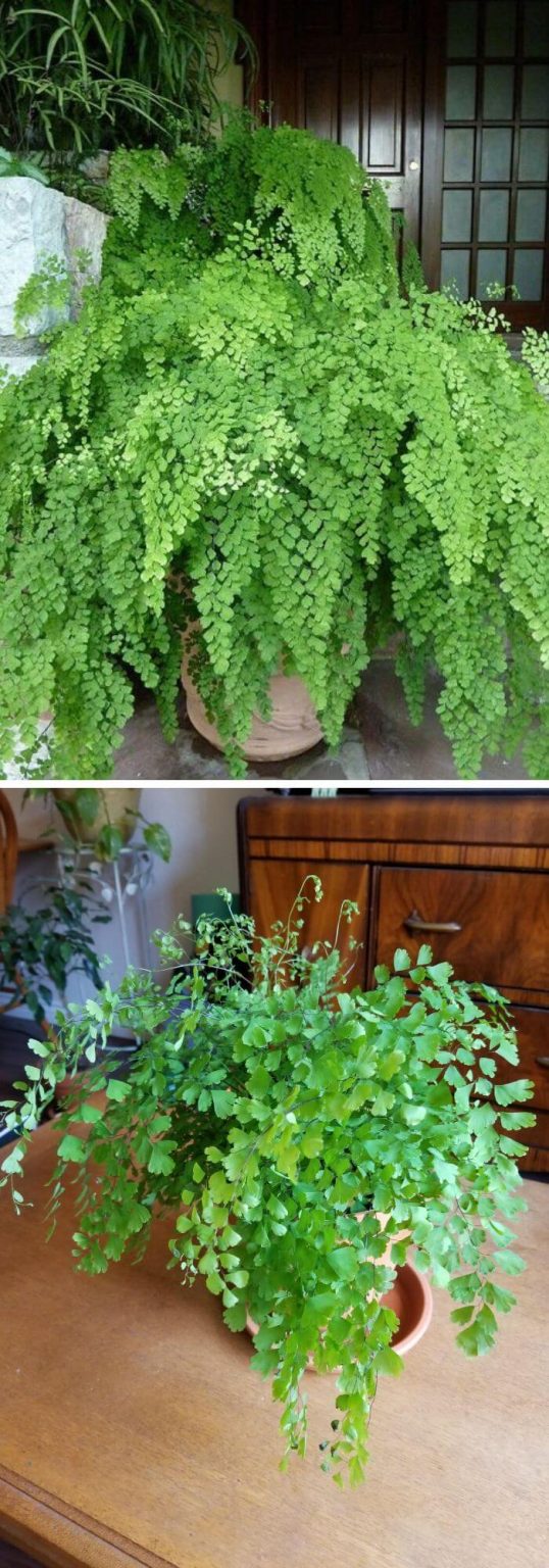 7 Best Plans That Can Grow Well in Complete Darkness DIY Morning