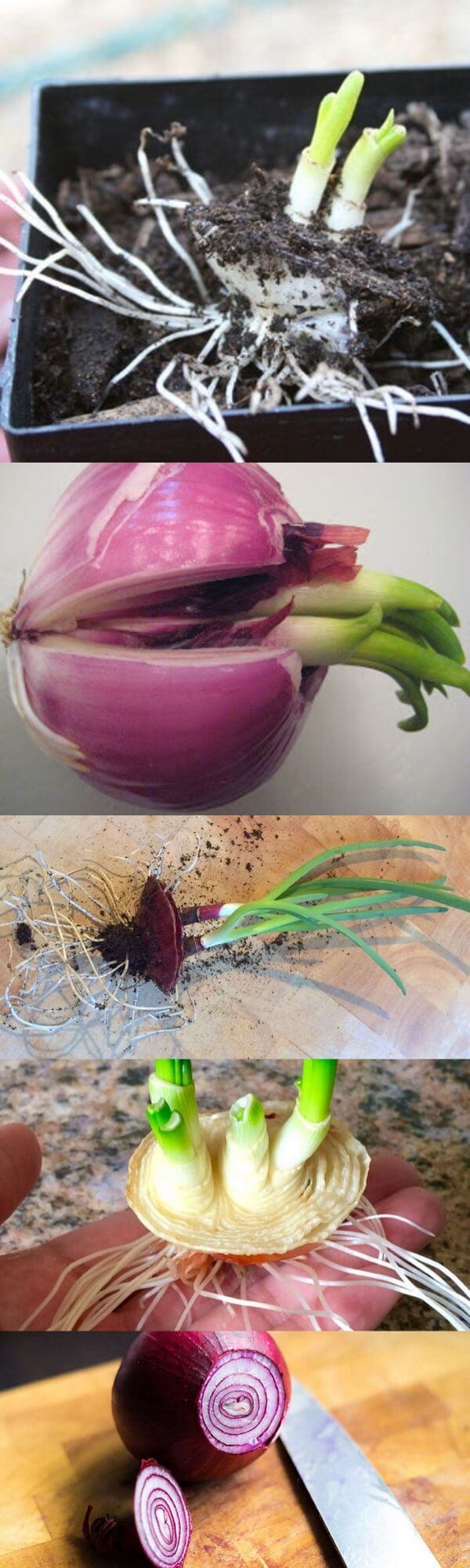 How to grow onions from kitchen scraps