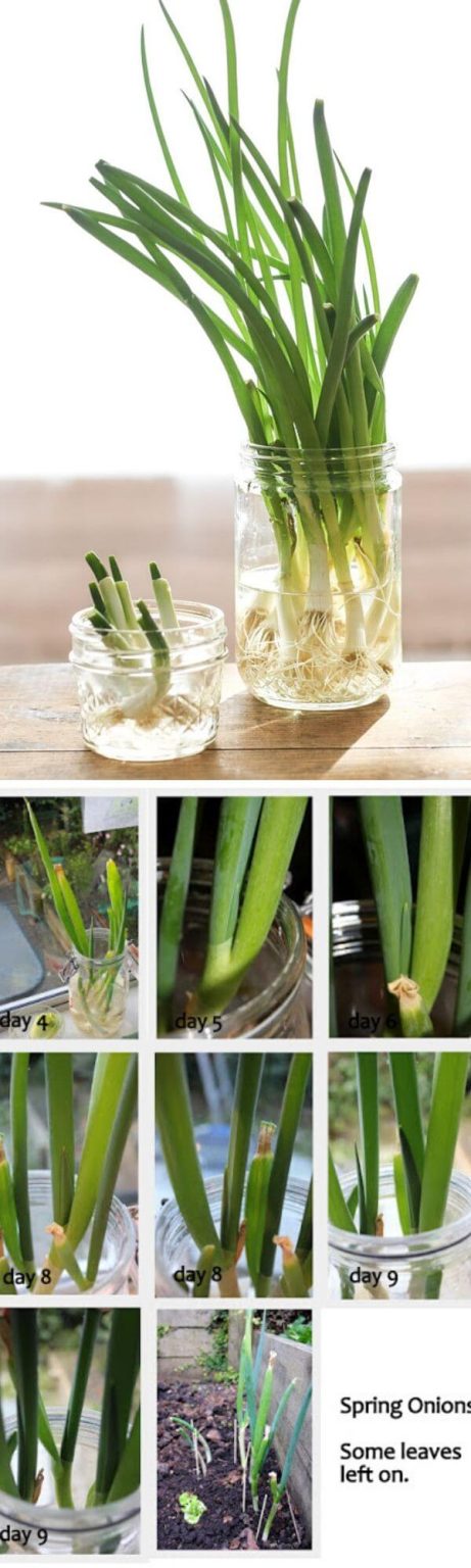8 Growing Onion From Kitchen Scraps 461x1536 