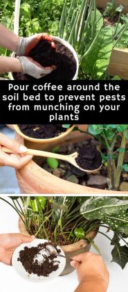 20+ Brilliant DIY Gardening Hacks You Wish You Knew Early On