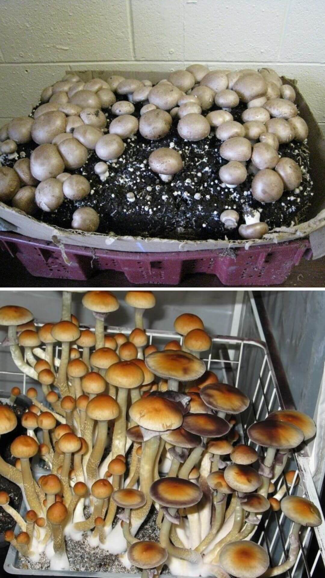 How to grow mushrooms from kitchen scraps