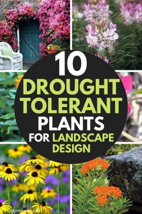 10 Best Heat and Drought Tolerant Plants for Landscaping - DIY Morning