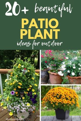 20 Beautiful Patio Plant Ideas For A Lush Outdoor Space - DIY Morning