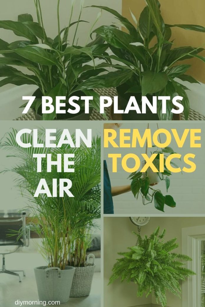 Houseplants That Clean The Air Nasa 10 House Plants That Clean Air ...