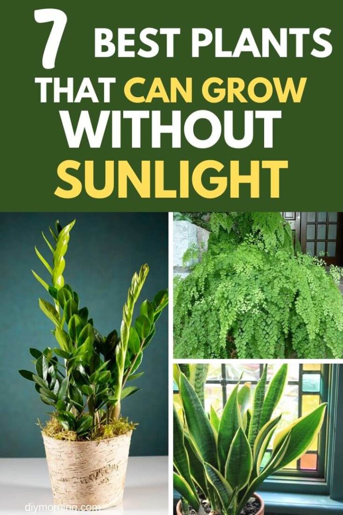 7 Best Plans That Can Grow Well in Complete Darkness DIY Morning