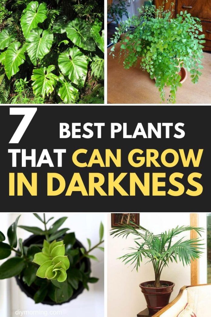 7 Best Plans That Can Grow Well in Complete Darkness DIY Morning