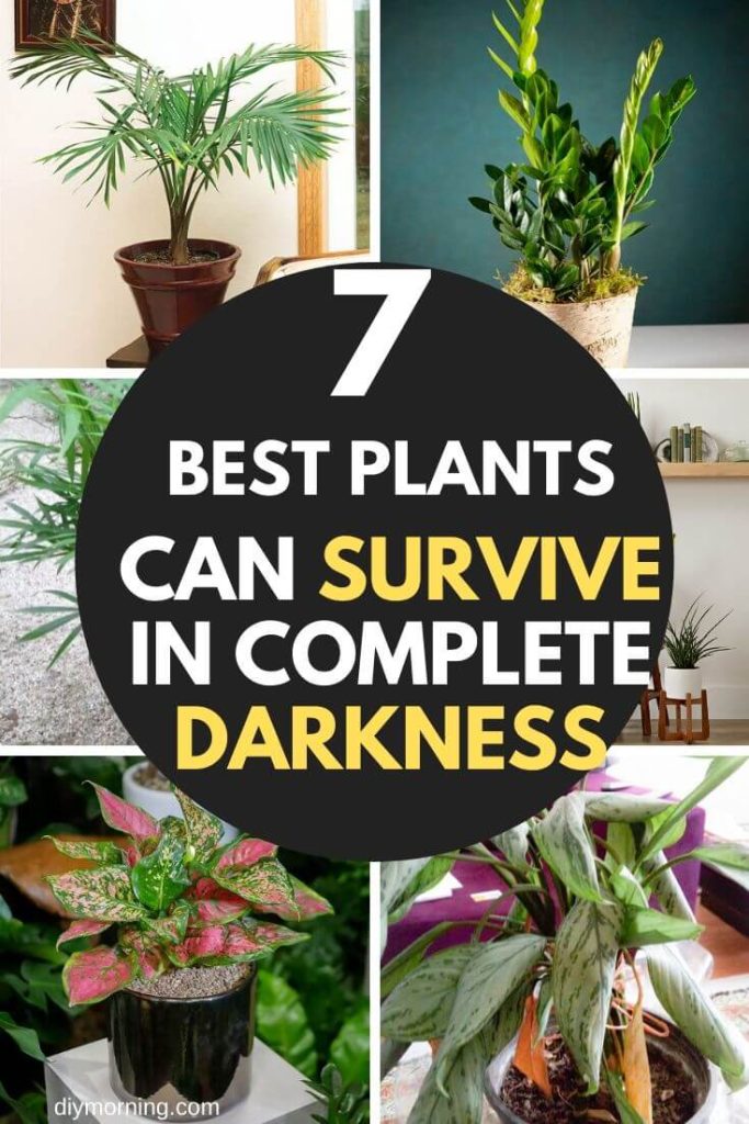 What Plants Can Live In A Dark Room