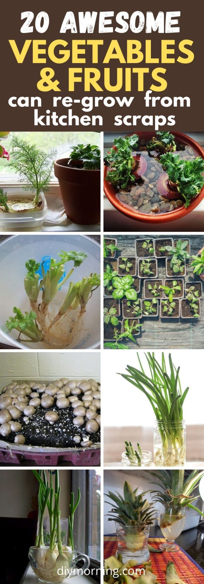 20 Best Vegetables, Herbs and Fruits Can Regrow From Kitchen Scraps
