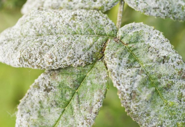 Powdery Mildew How To Identify And Get Rid Of Garden Fungus On Plants