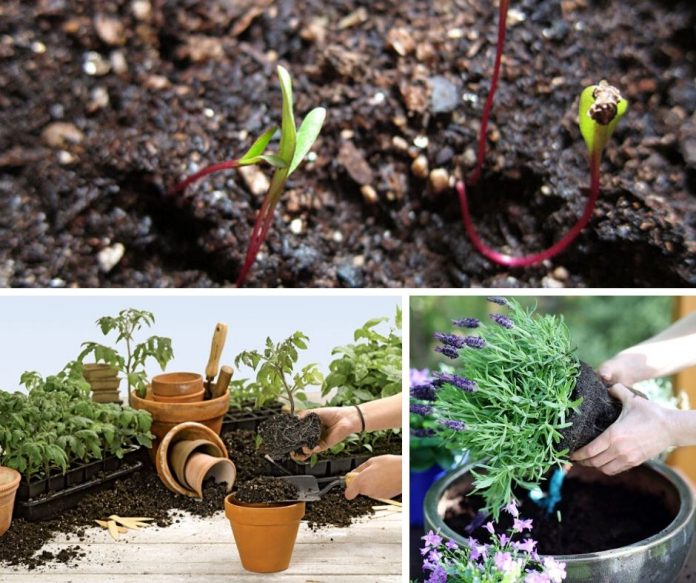 How To Choose Potting Soils For Containers Mix Soilless Ingredients