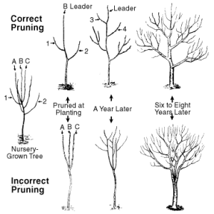 How to Trim Apple Trees for Beautiful Spring Fruit Trees - DIY Morning