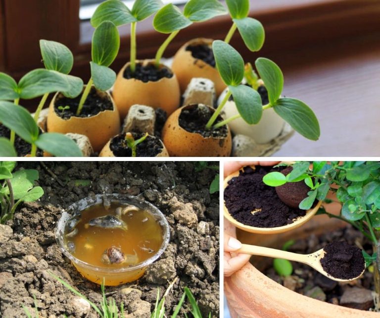 20 Gardening Hacks You Wish You Knew Early On