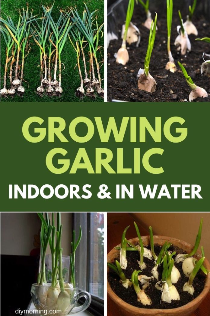 Can i still plant garlic Idea
