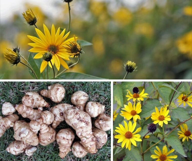 How To Grow Jerusalem Artichoke (Helianthus Tuberosus)