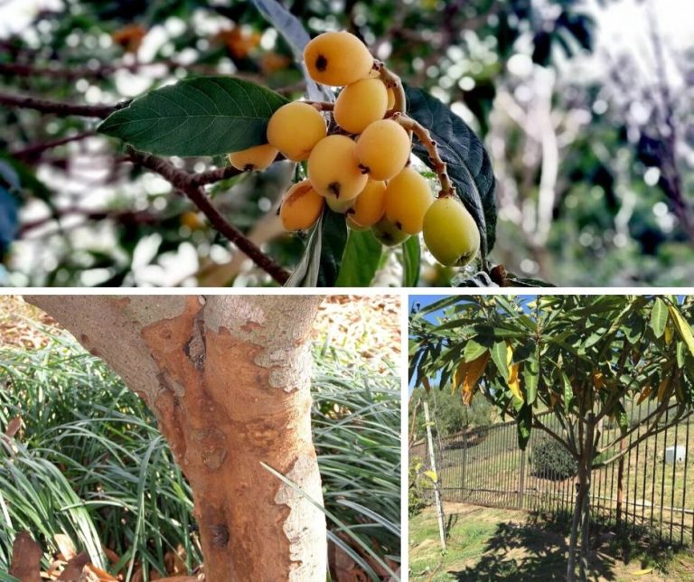 How to Grow a Loquat Tree