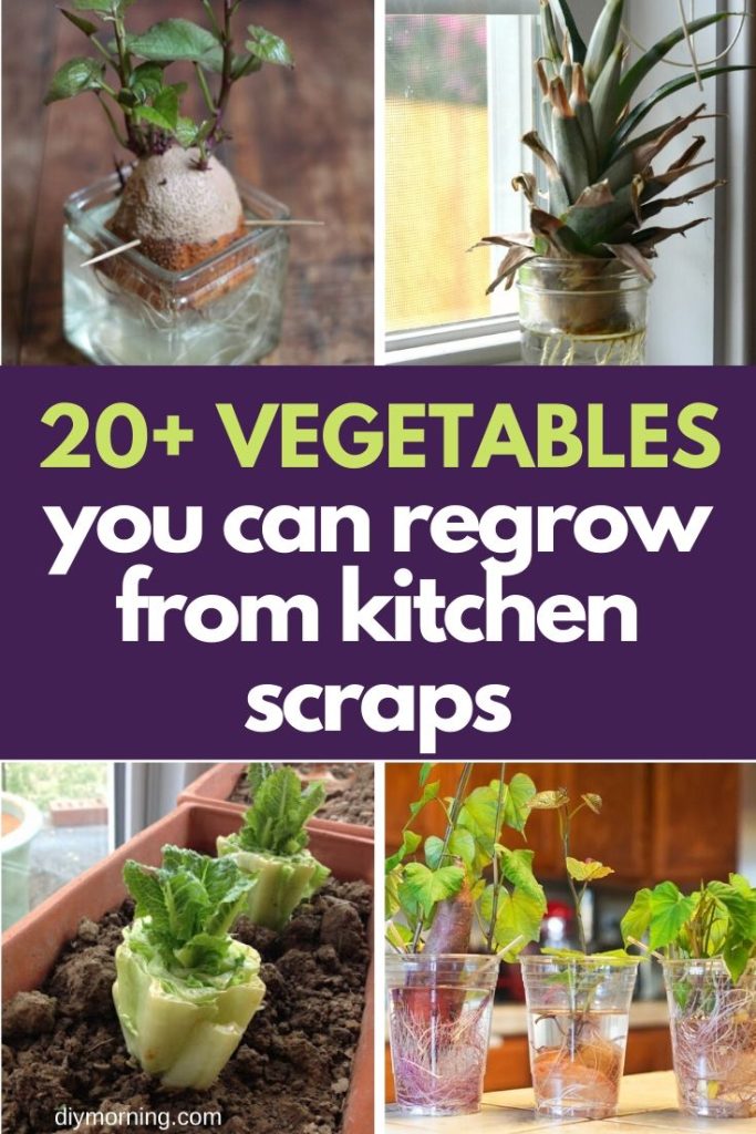 20 Best Vegetables, Herbs and Fruits Can Regrow From Kitchen Scraps