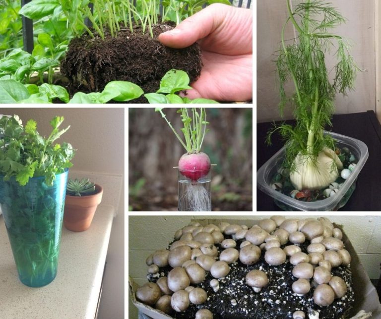 20 Vegetables Can Regrow From Kitchen Scraps