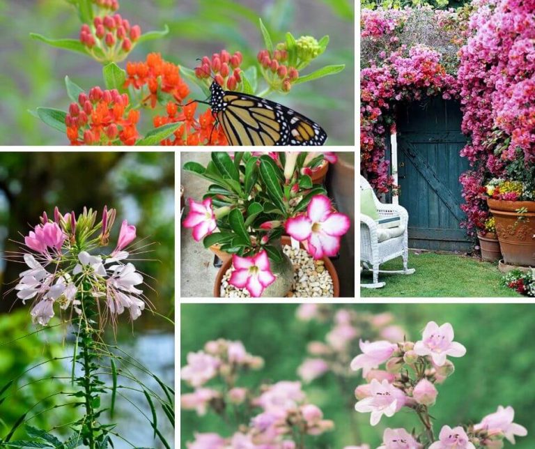 10 Heat and Drought Tolerant Plants for Landscaping