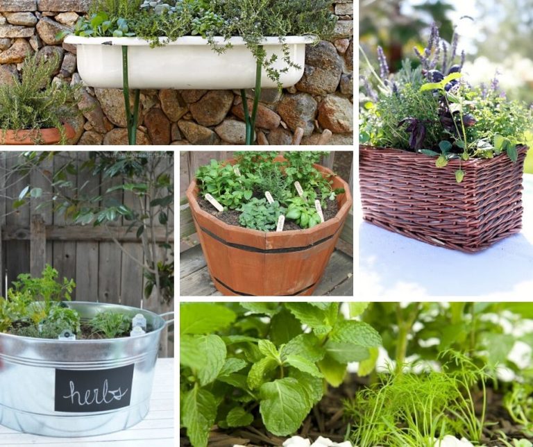 Growing Various Herbs in Small Spaces