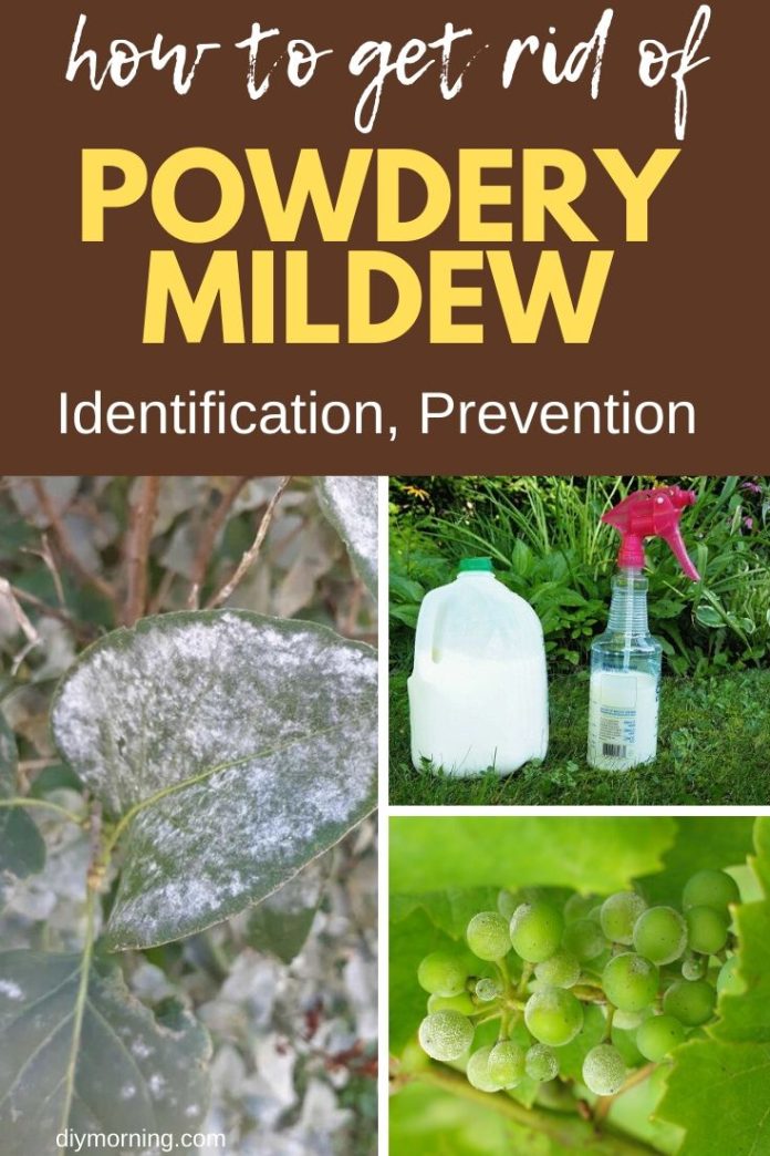 Powdery Mildew: How To Identify and Get Rid of Garden ...