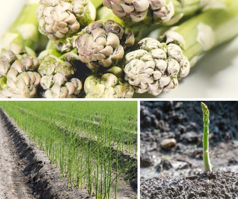 All for the Pasta and Salad Bowl: How to Grow Asparagus