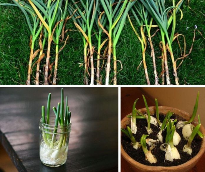 How to Grow and Plant Garlic at Home (Indoors and in Water) DIY Morning