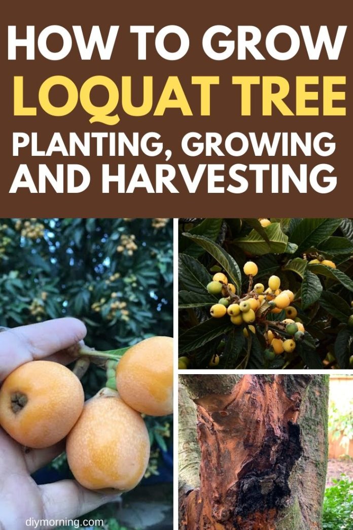 How to Grow a Loquat Tree: Planting, Growing and Harvesting