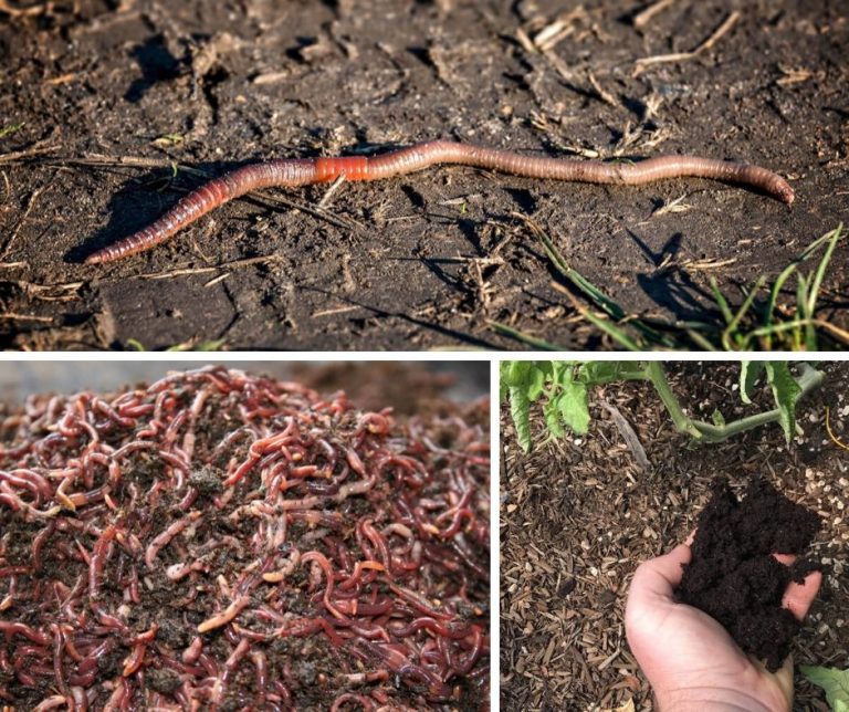 How Worms Improve Soil in the Vegetable Garden: Redworm and Earth Worm Castings are the Best Soil Amendments