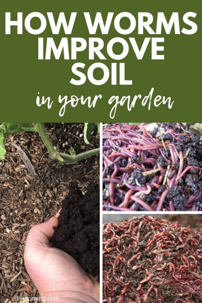 How Worms Improve Soil in the Vegetable Garden: Best Soil Amendments