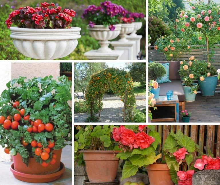 20 Beautiful Patio Plant Ideas For A Lush Outdoor Space