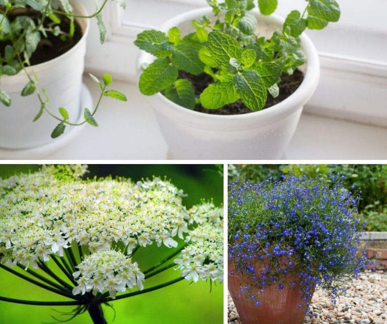 7 Plants That Can Boost Lung Health