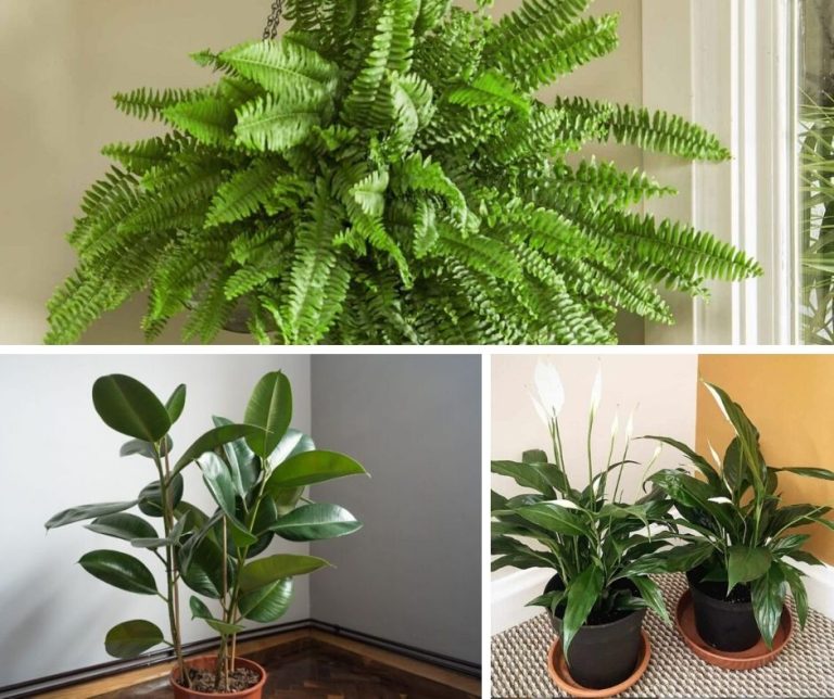 7 Indoor Plants That Clean The Air and Remove Toxins