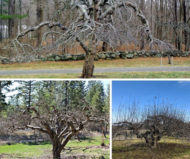 How to Trim Apple Trees