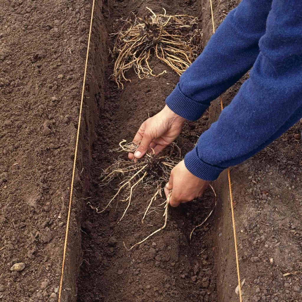 How to Grow and Plant Asparagus All for the Pasta and Salad Bowl