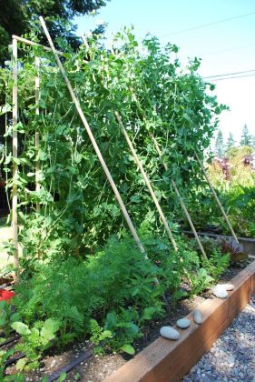 Advantages of Growing Podded Peas in Raised Bed - DIY Morning