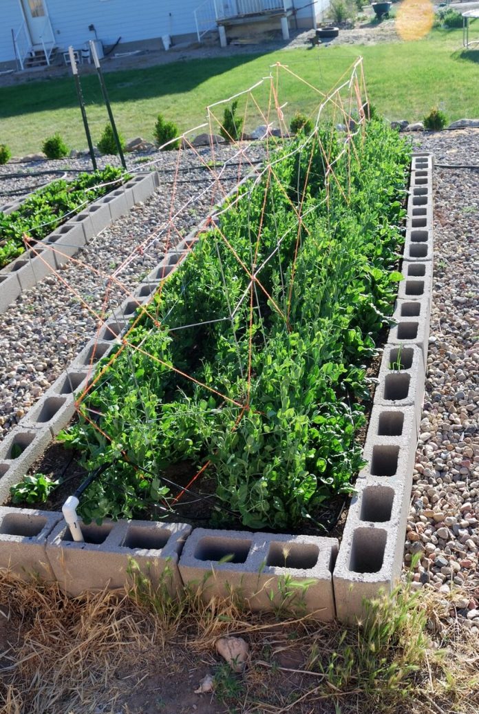 Advantages of Growing Podded Peas in Raised Bed DIY Morning