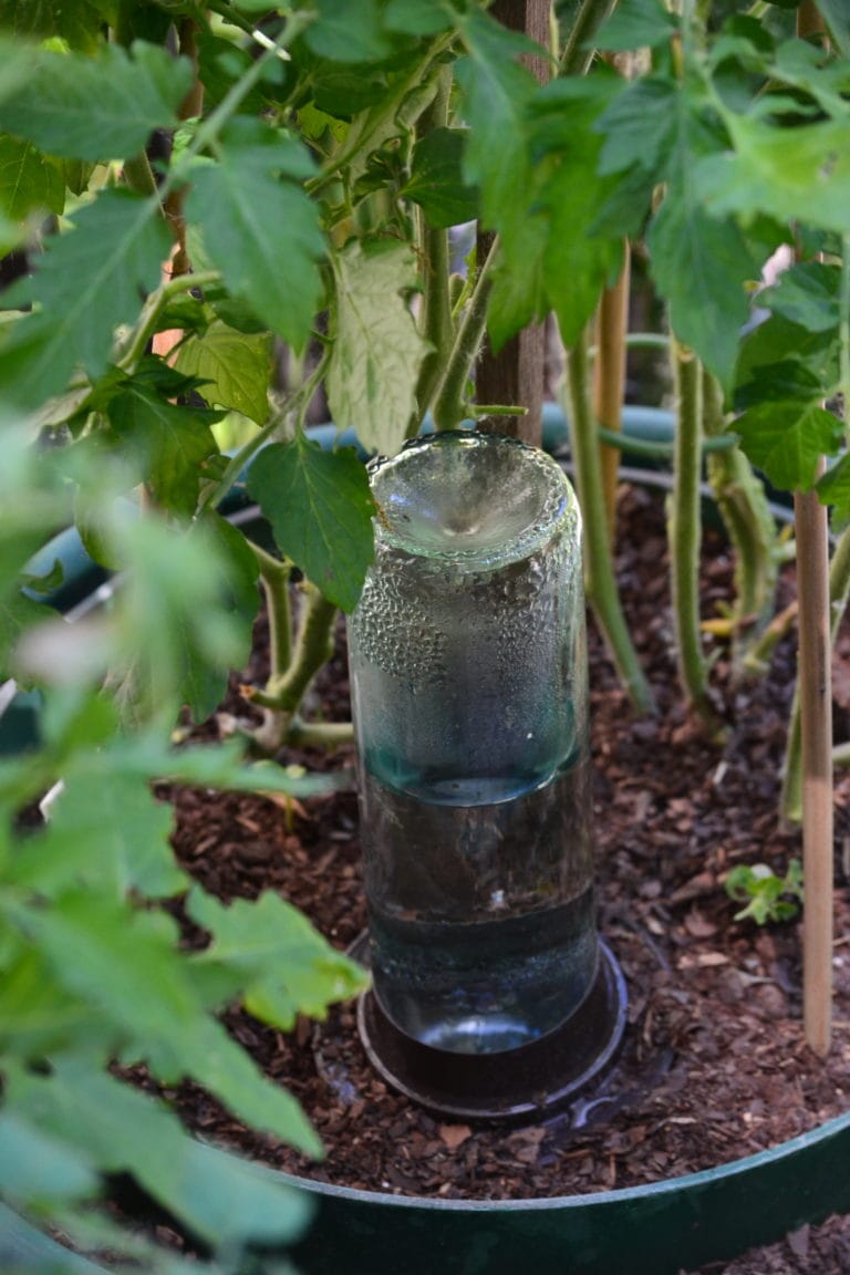 Self watering planter from wine bottles
