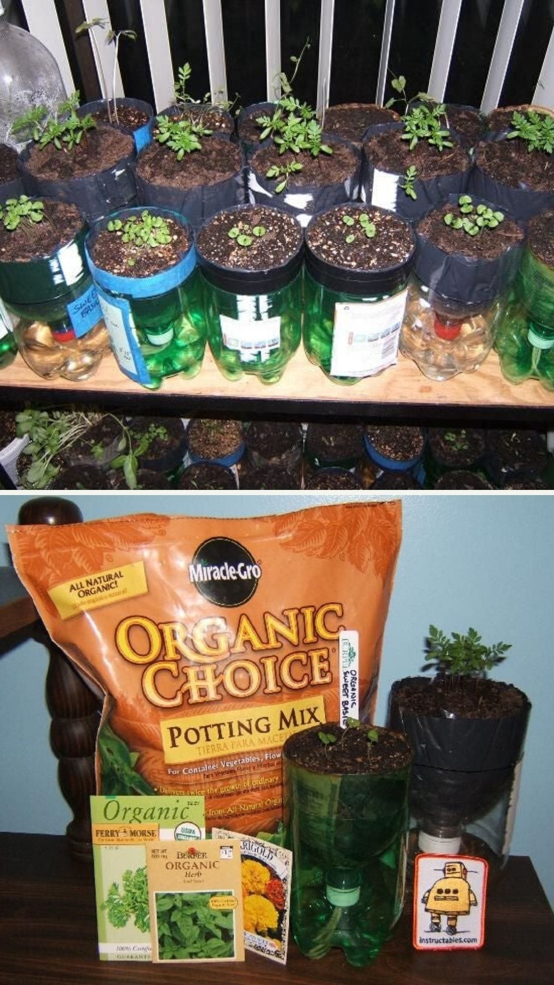 Herb self watering with recycled bottles