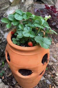 How to Plant a Strawberry Pot: 20+ Creative Strawberry Pot Plant Ideas