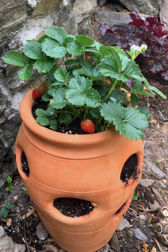 How To Plant A Strawberry Pot 20 Creative Strawberry Pot Plant Ideas