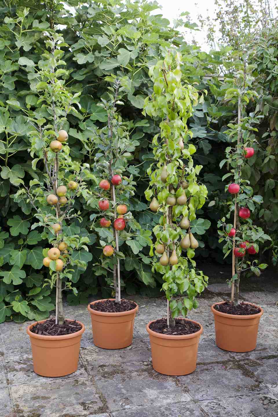 How To Grow Apple Trees In Containers And Pots Diy Morning